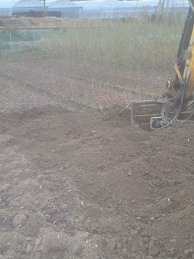 일심묘목농원님의 장터 판매 상품 [산머루 삽목1년생 묘목] 첨부 사진