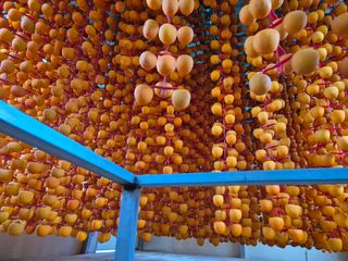 성범현님의 기타작물 · 영농일지 작성글 사진