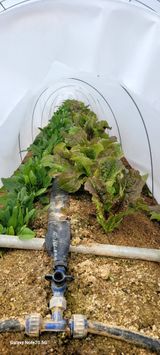 팜모닝 12월 작물 자랑하기·참여글 게시글 이미지