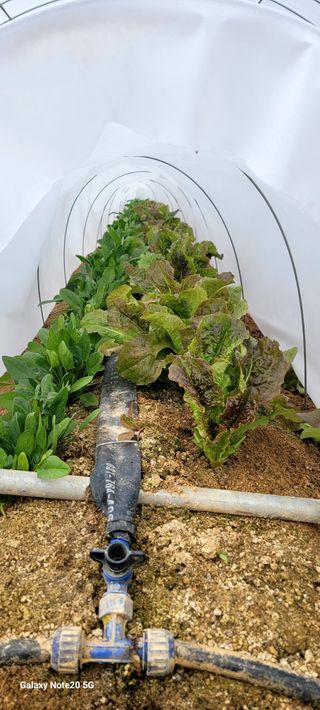 건달 농장(최승혁)님의 12월 작물 자랑하기 · 참여글 작성글 사진