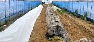 건달 농장(최승혁)님의 12월 작물 자랑하기 · 참여글 작성글 사진