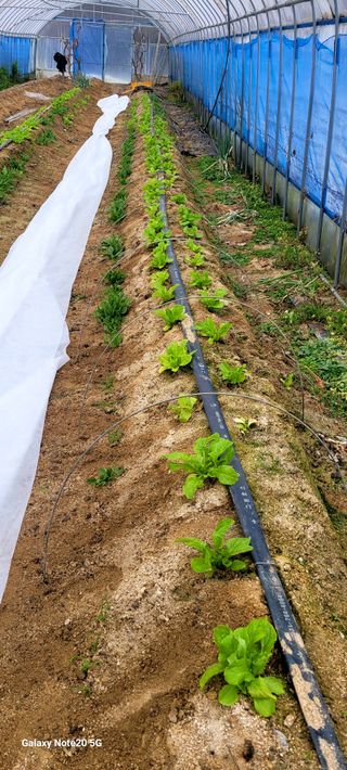 건달 농장(최승혁)님의 12월 작물 자랑하기 · 참여글 작성글 사진