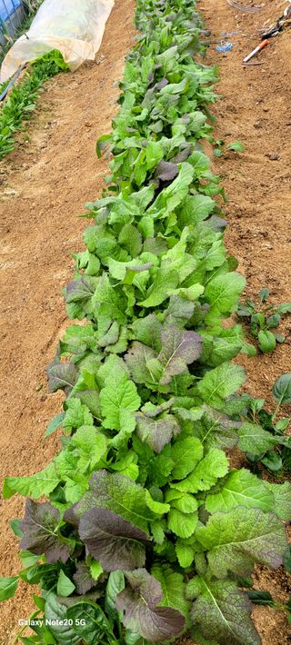 건달 농장(최승혁)님의 12월 작물 자랑하기 · 참여글 작성글 사진