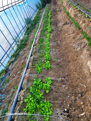 건달 농장(최승혁)님의 12월 작물 자랑하기 · 참여글 작성글 사진