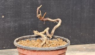 이정운님의 12월 작물 자랑하기 · 참여글 작성글 사진