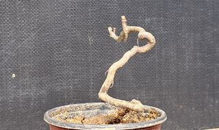 이정운님의 12월 작물 자랑하기 · 참여글 작성글 사진