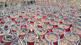 이정운님의 12월 작물 자랑하기 · 참여글 작성글 사진