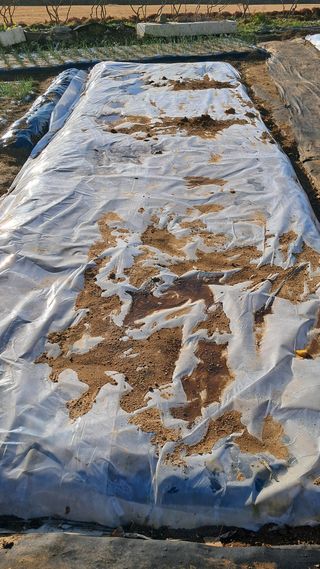 진요복님의 12월 작물 자랑하기 · 참여글 작성글 사진