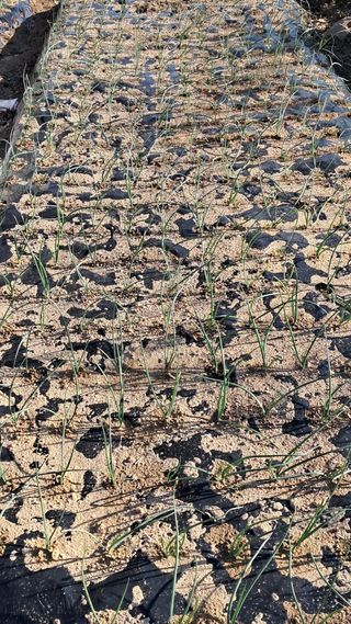 진요복님의 12월 작물 자랑하기 · 참여글 작성글 사진