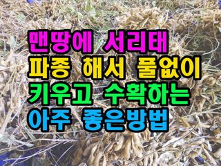 꿈꾸는텃밭님의 기타작물 · 영농일지 작성글 사진