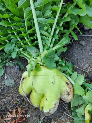 이상애초보농업님의 자유주제 · 사진전 작성글 사진