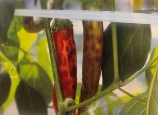 대산농사대장님의 고추 · 일상 작성글 사진