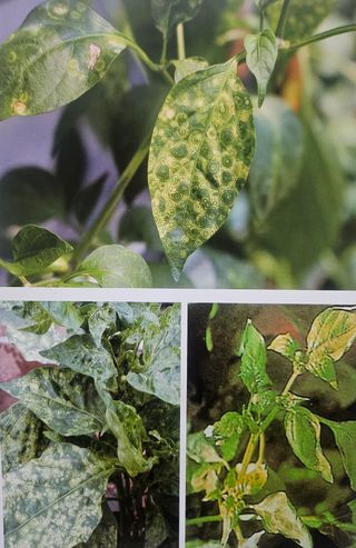 대산농사대장님의 고추 · 일상 작성글 사진