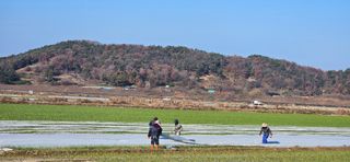 구춘봉님의 마늘 · 영농일지 작성글 사진
