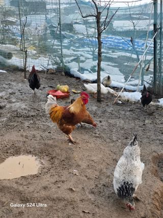 소병찬님의 12월 작물 자랑하기 · 참여글 작성글 사진