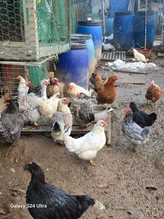 소병찬님의 12월 작물 자랑하기 · 참여글 작성글 사진