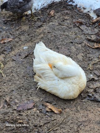 소병찬님의 12월 작물 자랑하기 · 참여글 작성글 사진