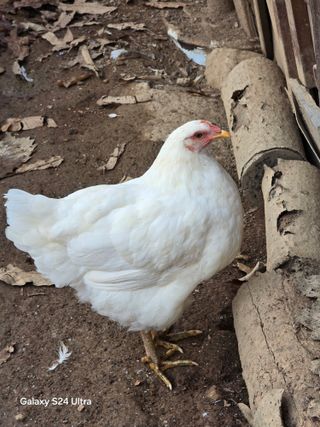 소병찬님의 12월 작물 자랑하기 · 참여글 작성글 사진