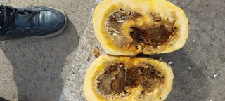 이형모님의 호박 · 병해충상담 작성글 사진