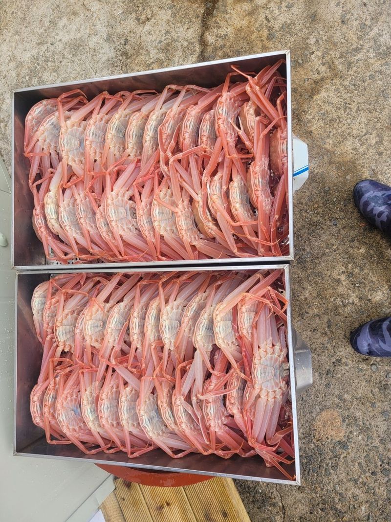 장터 상품 [대게] 썸네일