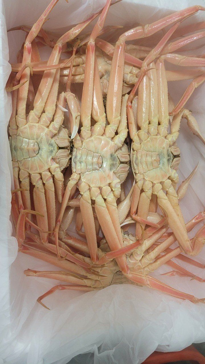 포항아지아수산 님의 장터 판매 상품 [대게] 첨부 사진