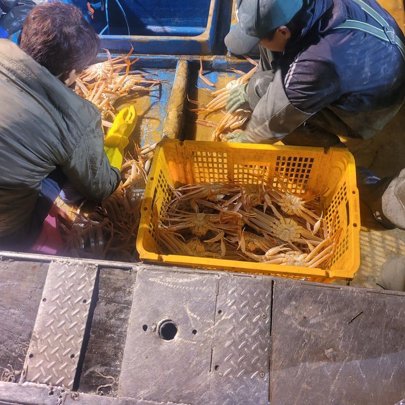 포항아지아수산 님의 장터 판매 상품 [대게] 첨부 사진