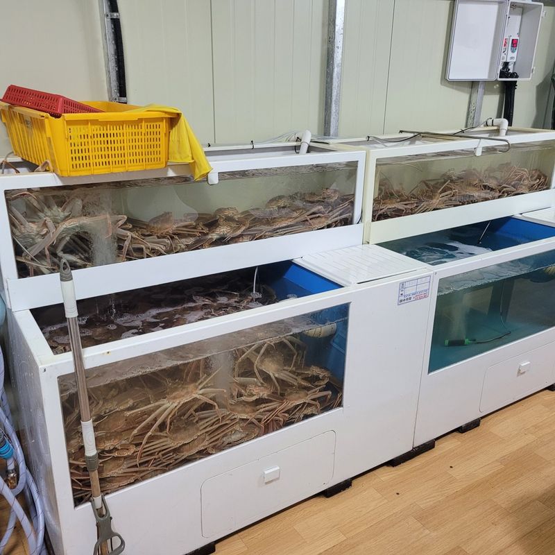 포항아지아수산 님의 장터 판매 상품 [대게] 첨부 사진