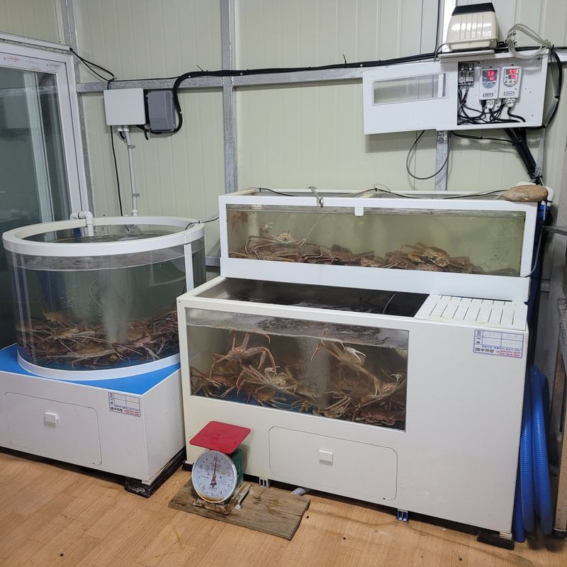 포항아지아수산 님의 장터 판매 상품 [대게] 첨부 사진