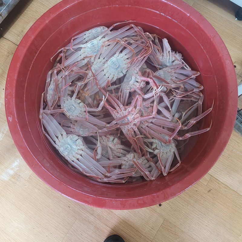 포항아지아수산 님의 장터 판매 상품 [대게] 첨부 사진