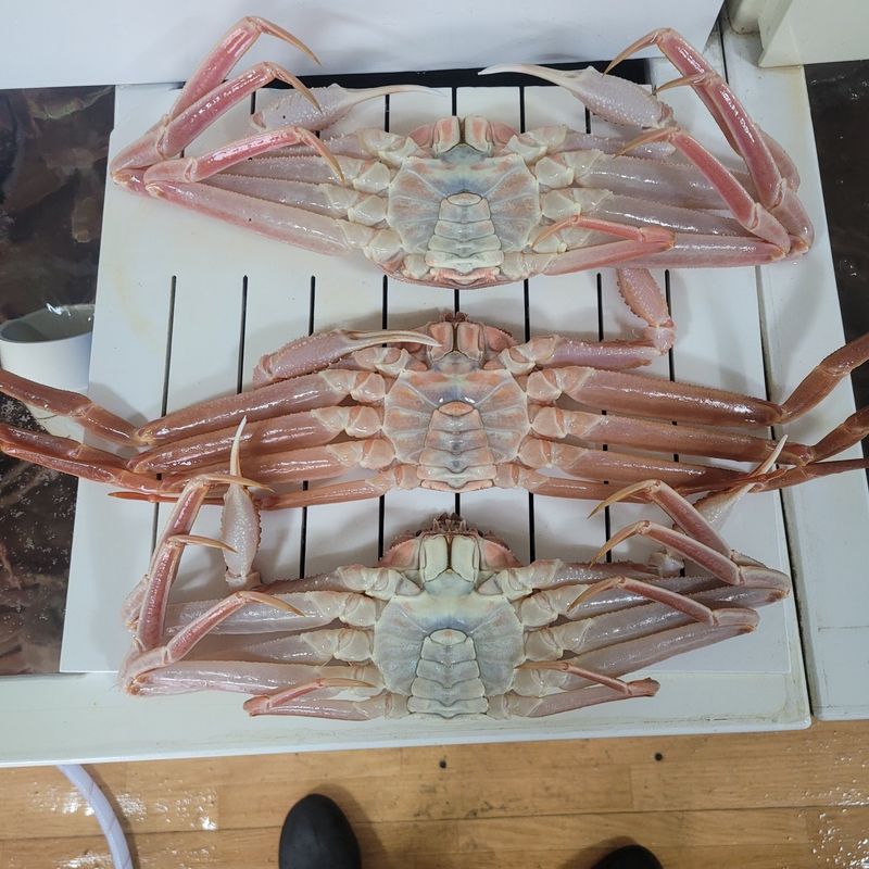 포항아지아수산 님의 장터 판매 상품 [대게] 첨부 사진