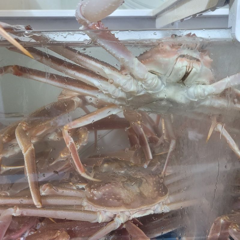 포항아지아수산 님의 장터 판매 상품 [대게] 첨부 사진