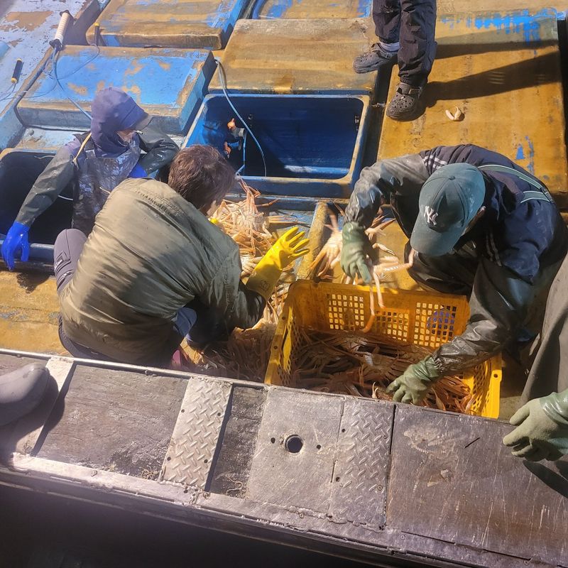 포항아지아수산 님의 장터 판매 상품 [대게] 첨부 사진