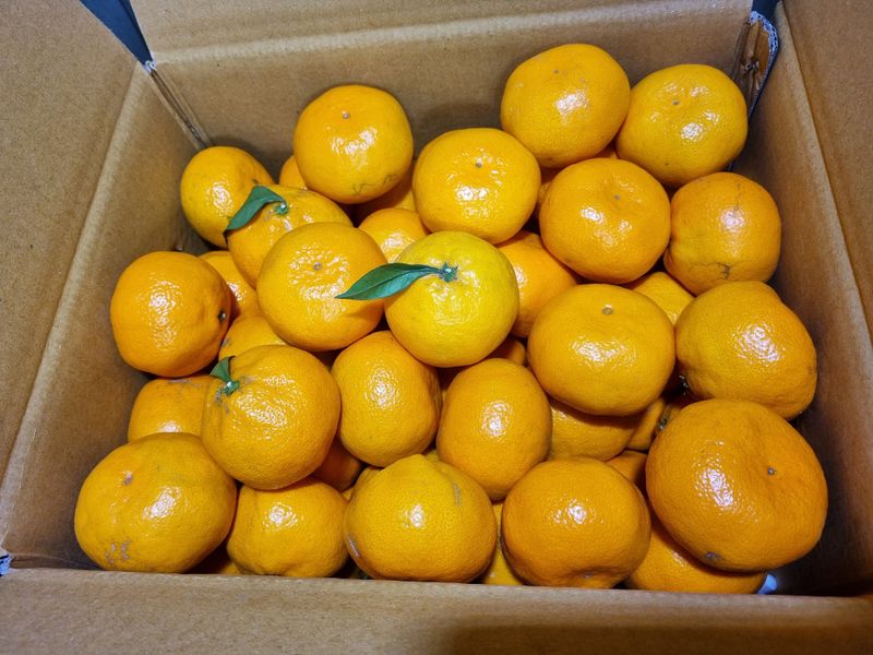 장터 상품 [노지감귤 대과] 썸네일