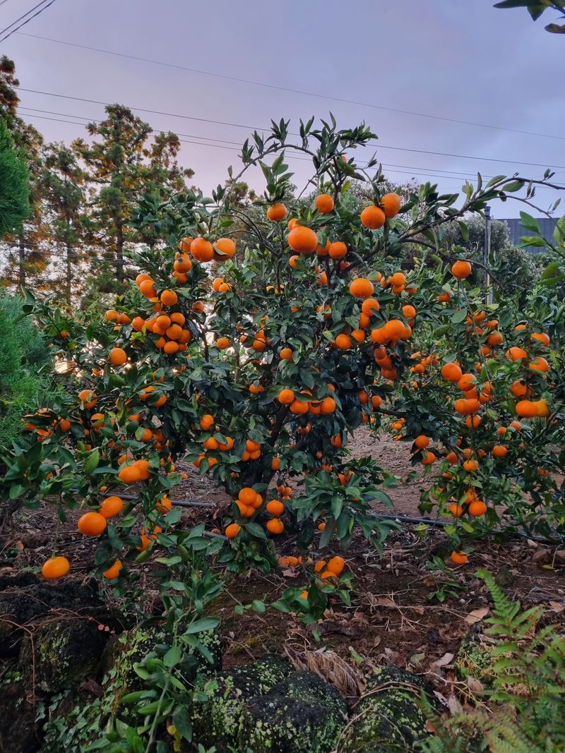 고석범님의 장터 판매 상품 [노지감귤 대과] 첨부 사진