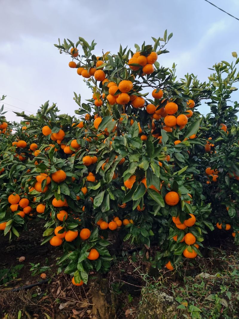 고석범님의 장터 판매 상품 [노지감귤 대과] 첨부 사진