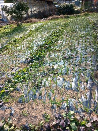 박지성 님의 기타작물 · 영농일지 작성글 사진