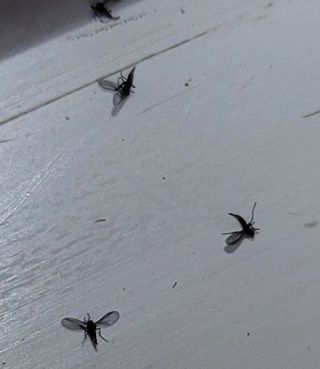 초보농사님의 자유주제 · 자유게시판 작성글 사진