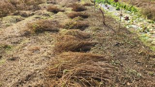 산양삼님의 자유주제 · 자유게시판 작성글 사진