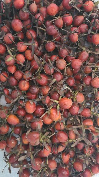 산양삼님의 자유주제 · 자유게시판 작성글 사진