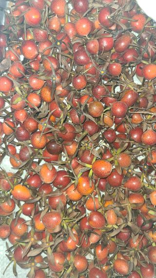 산양삼님의 자유주제 · 자유게시판 작성글 사진