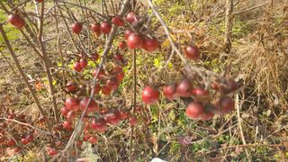 산양삼님의 자유주제 · 자유게시판 작성글 사진