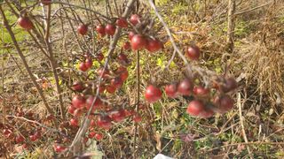 산양삼님의 자유주제 · 자유게시판 작성글 사진