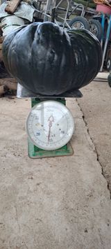 팜모닝 자유주제·자유게시판 게시글 이미지