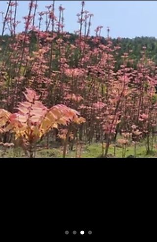 산양삼님의 자유주제 · 자유게시판 작성글 사진