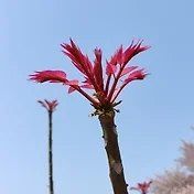 산양삼님의 자유주제 · 자유게시판 작성글 사진