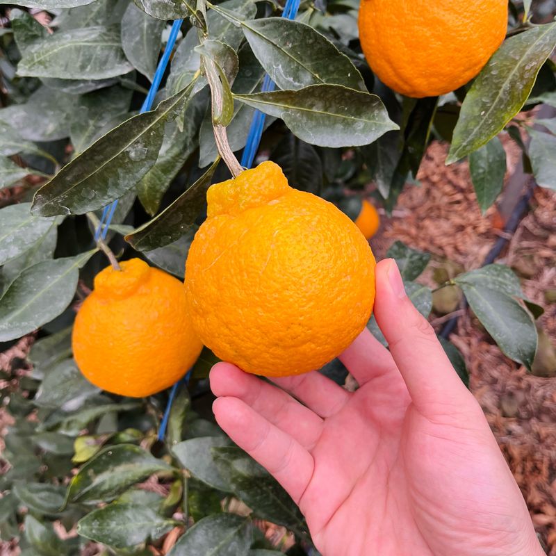 장터 상품 [제주 산지직송 새콤달콤 한라봉] 썸네일