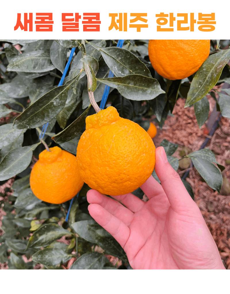 제철365님의 장터 판매 상품 [제주 산지직송 새콤달콤 한라봉] 첨부 사진
