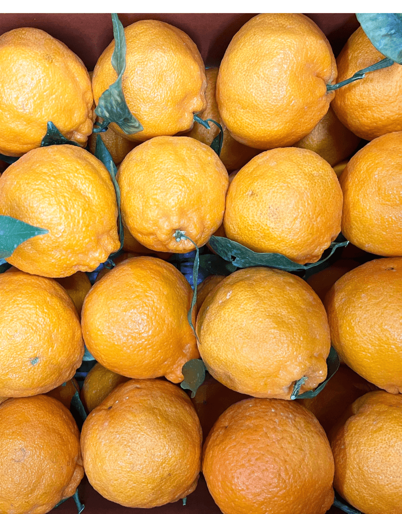 제철365님의 장터 판매 상품 [제주 산지직송 새콤달콤 한라봉] 첨부 사진