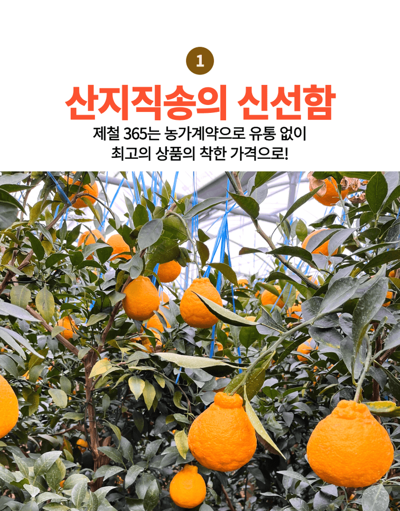 제철365님의 장터 판매 상품 [제주 산지직송 새콤달콤 한라봉] 첨부 사진