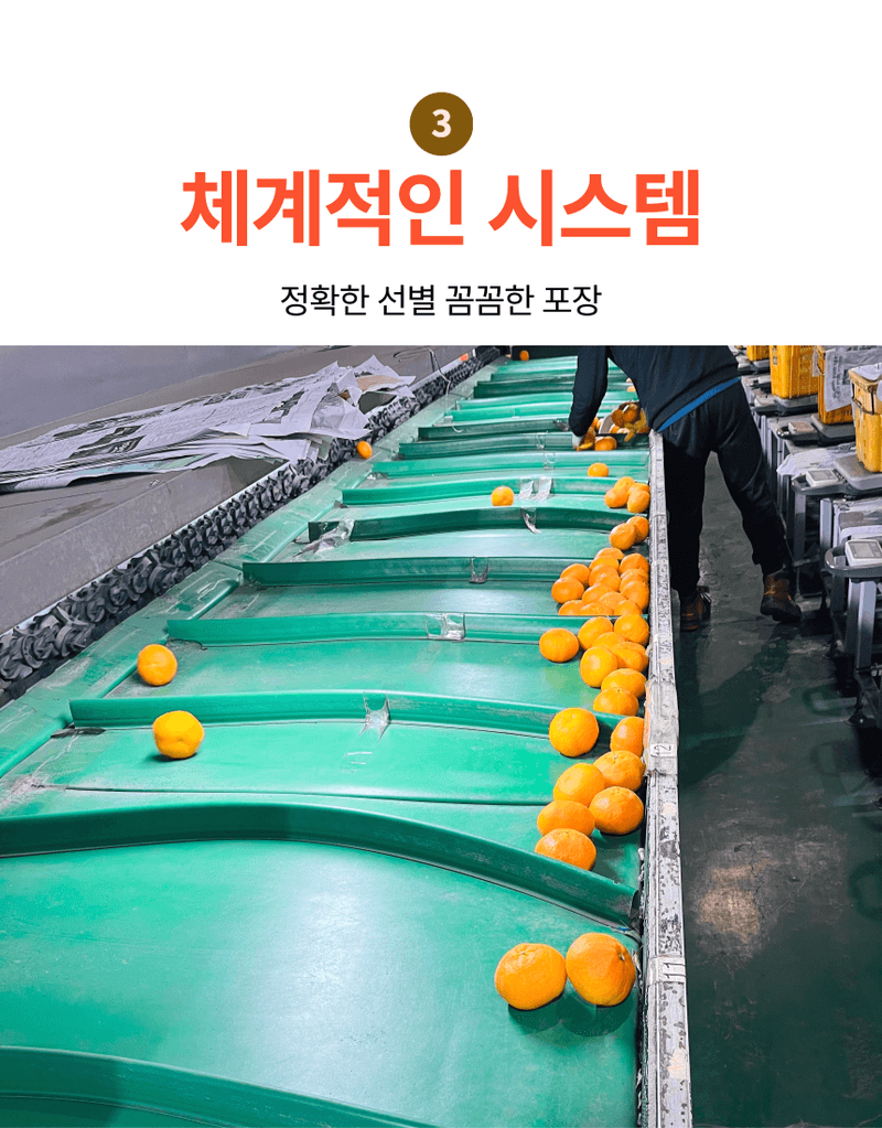 제철365님의 장터 판매 상품 [제주 산지직송 새콤달콤 한라봉] 첨부 사진